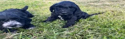 Cockapoo dogs for sale: Three Cockapoo boys  - Advert 2
