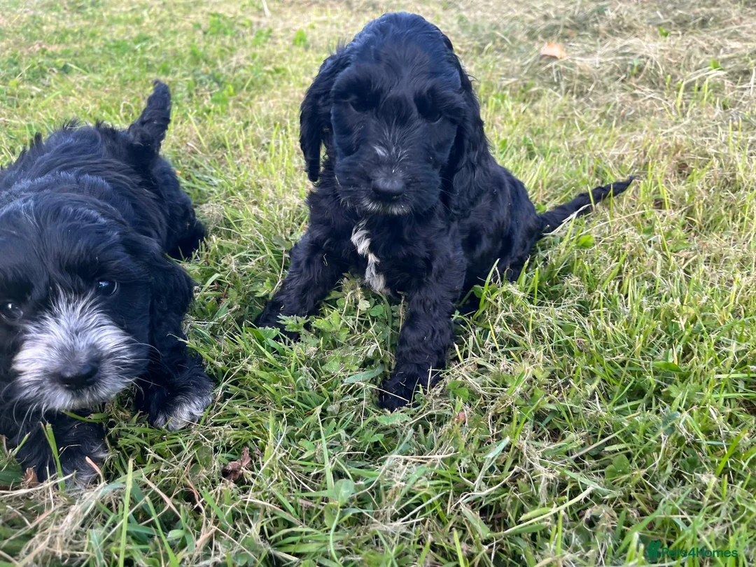 Cockapoo dogs for sale: Three Cockapoo boys  - Advert 2