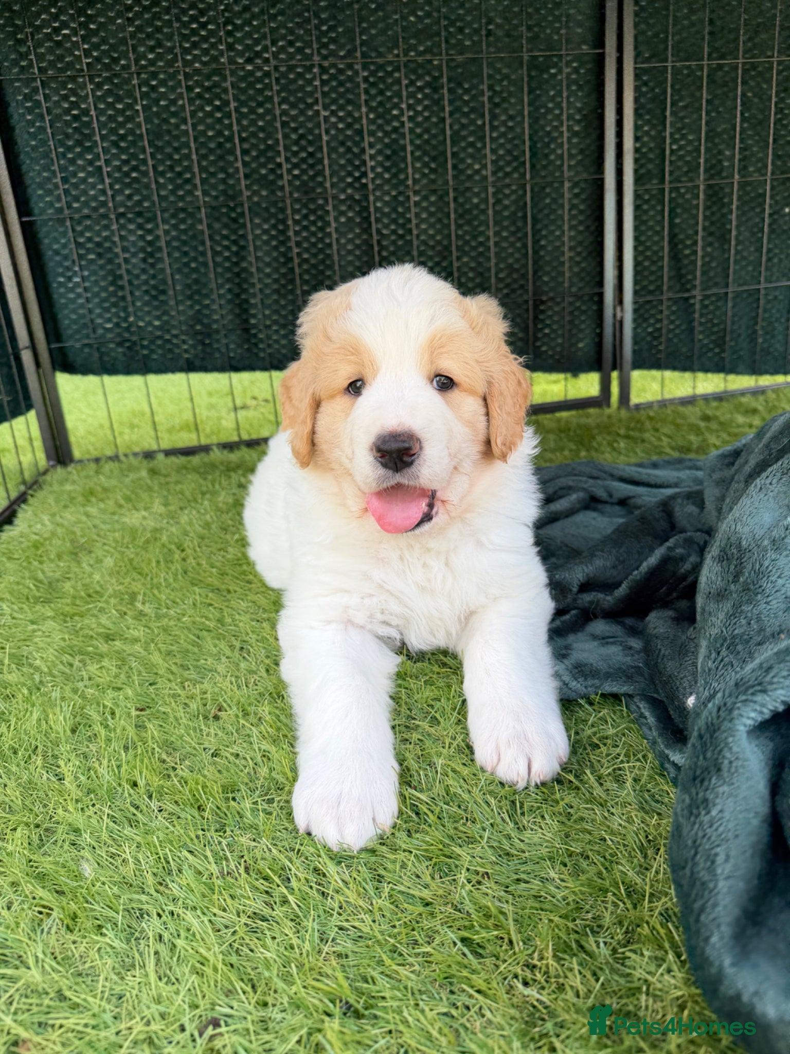 Mixed Breed dogs Exceptional Pyrenees Doodle Puppies   - Advert 2