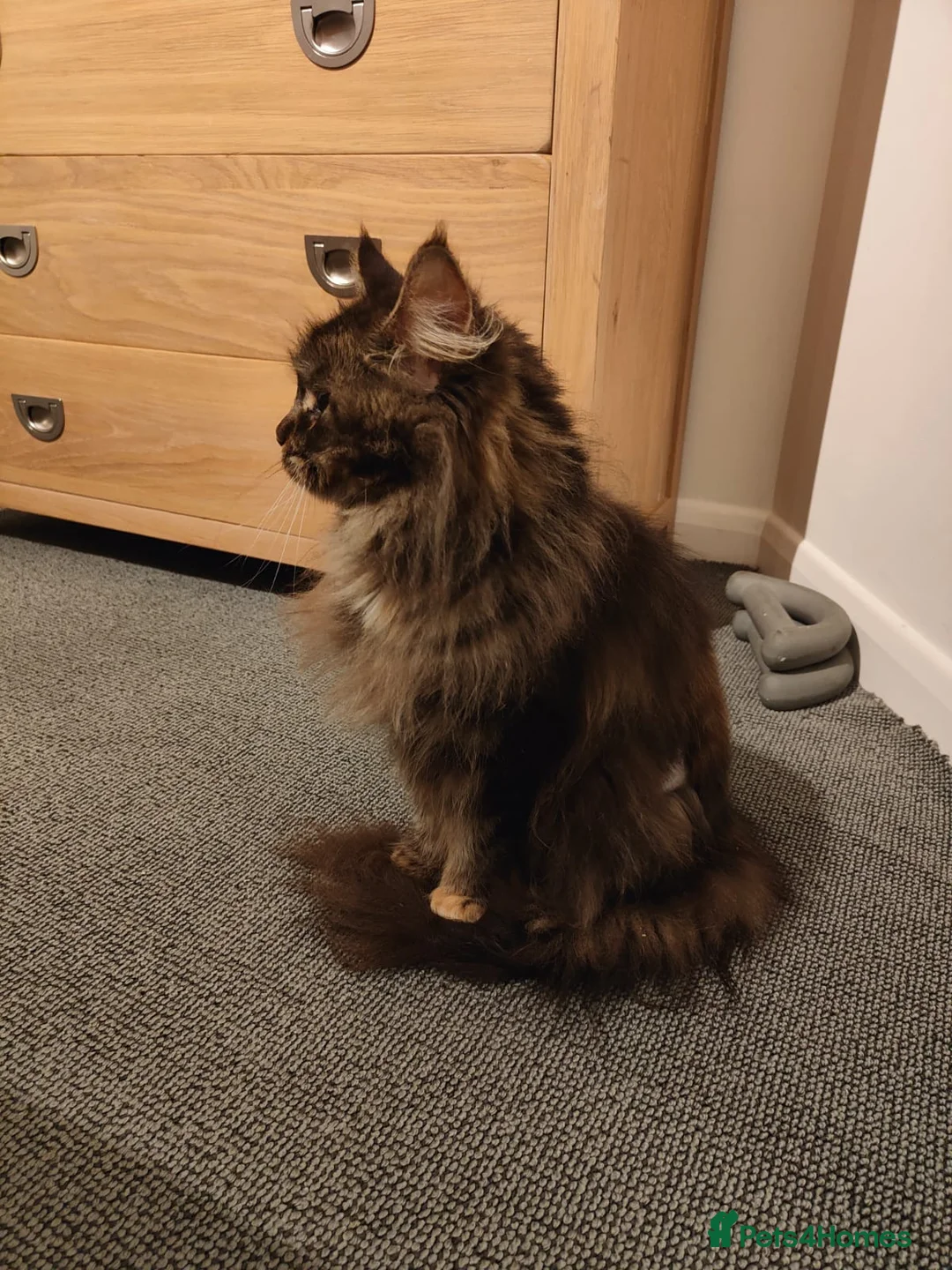 Maine Coon cats for sale: Sad Re-home Pure breed female main coon  - Advert 2