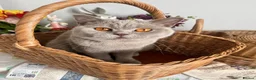 Scottish Fold cats for sale: Adorable Scottish fold Kitten - Advert 1