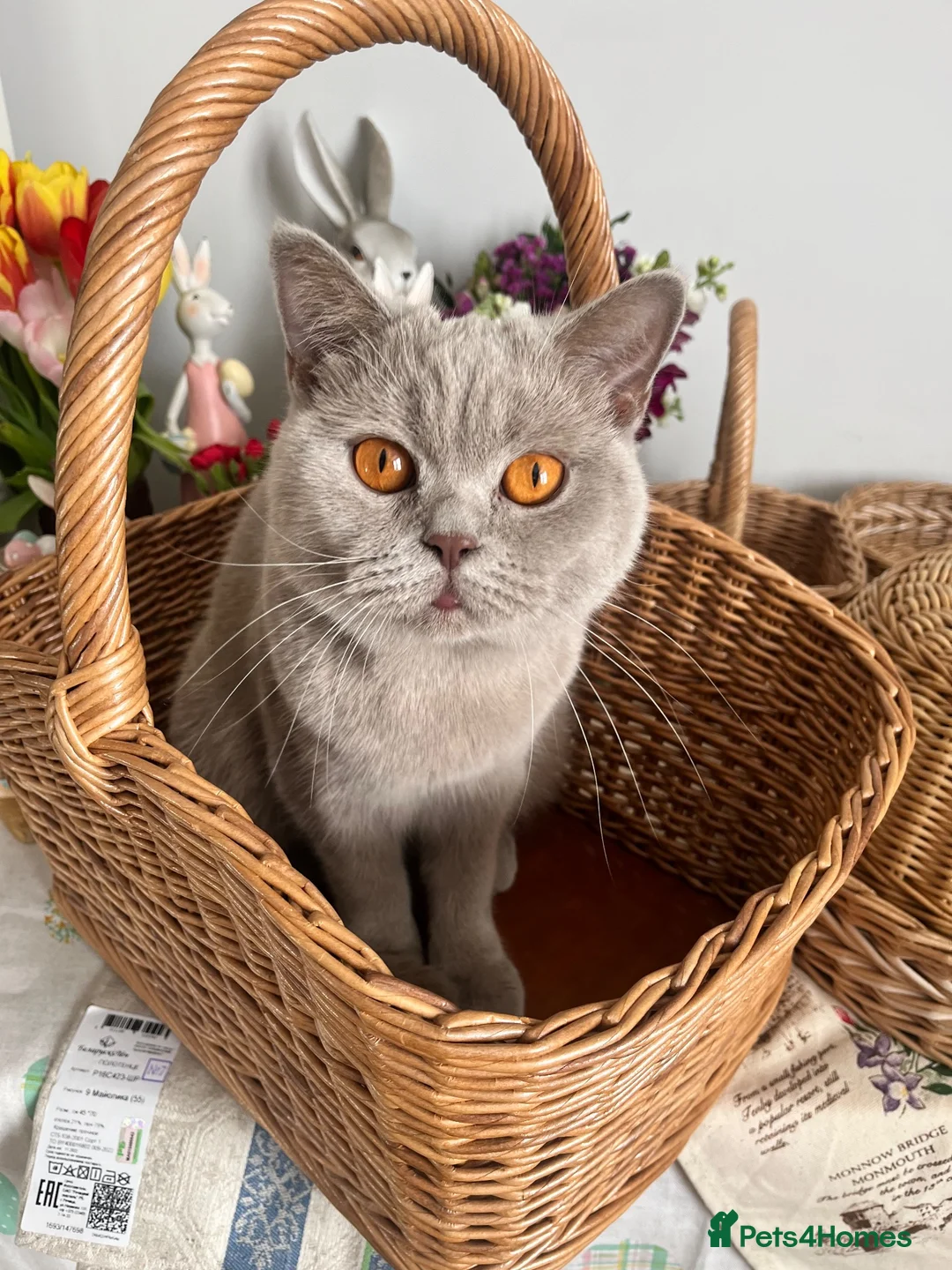 Scottish Fold cats for sale: Adorable Scottish fold Kitten - Advert 1