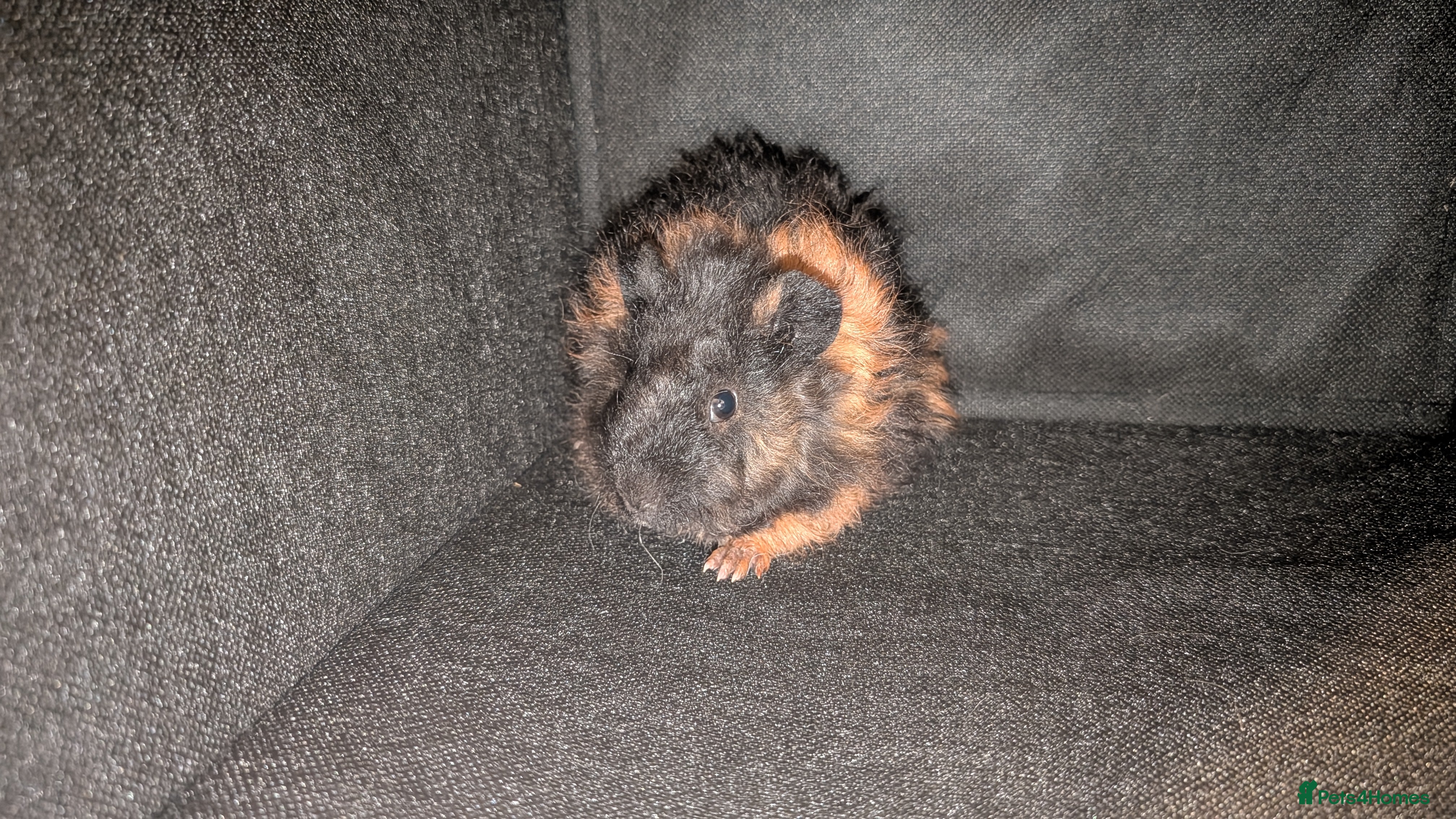 Guinea Pig rodents Lunkarya Guinea Pig - Advert 23