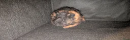Guinea Pig rodents for sale: 3x Lunkarya Guinea Pigs - Advert 11