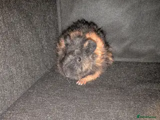 Guinea Pig rodents Lunkarya Guinea Pig - Advert 23