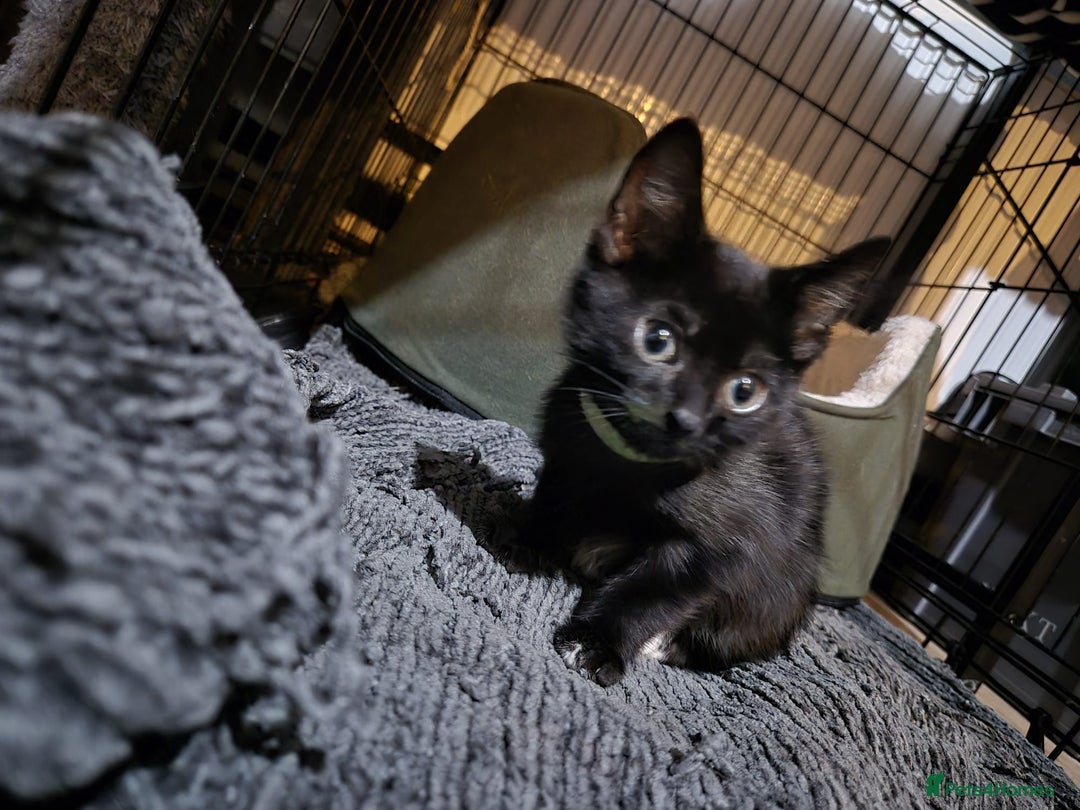 Mixed Breed cats for sale: Adorable black kittens for sale  - Image 22