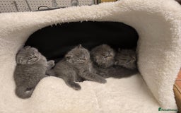 British Shorthair cats for sale: British shorthair  - Image 10