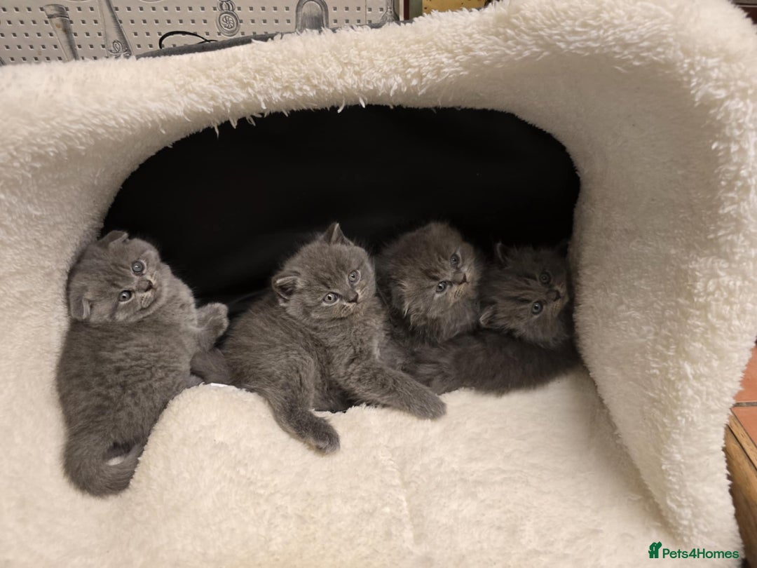 British Shorthair cats for sale: British shorthair  - Image 10