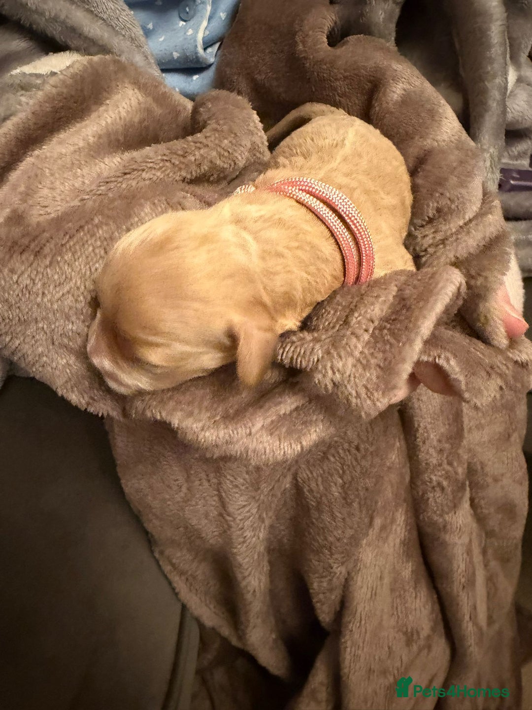 Mixed Breed dogs for sale: Stunning Cavapoochon Puppies - Advert 12