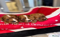 Cavapoo dogs for sale: 🐾 Tiny F1 Cavapoo Puppies – 3 Girls & 1 Boy! 🐾 - Image 16