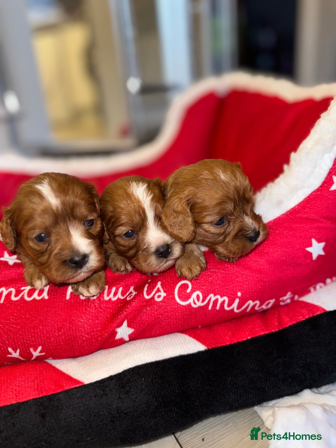 Cavapoo dogs for sale: 🐾 Tiny F1 Cavapoo Puppies – 3 Girls & 1 Boy! 🐾 - Image 16