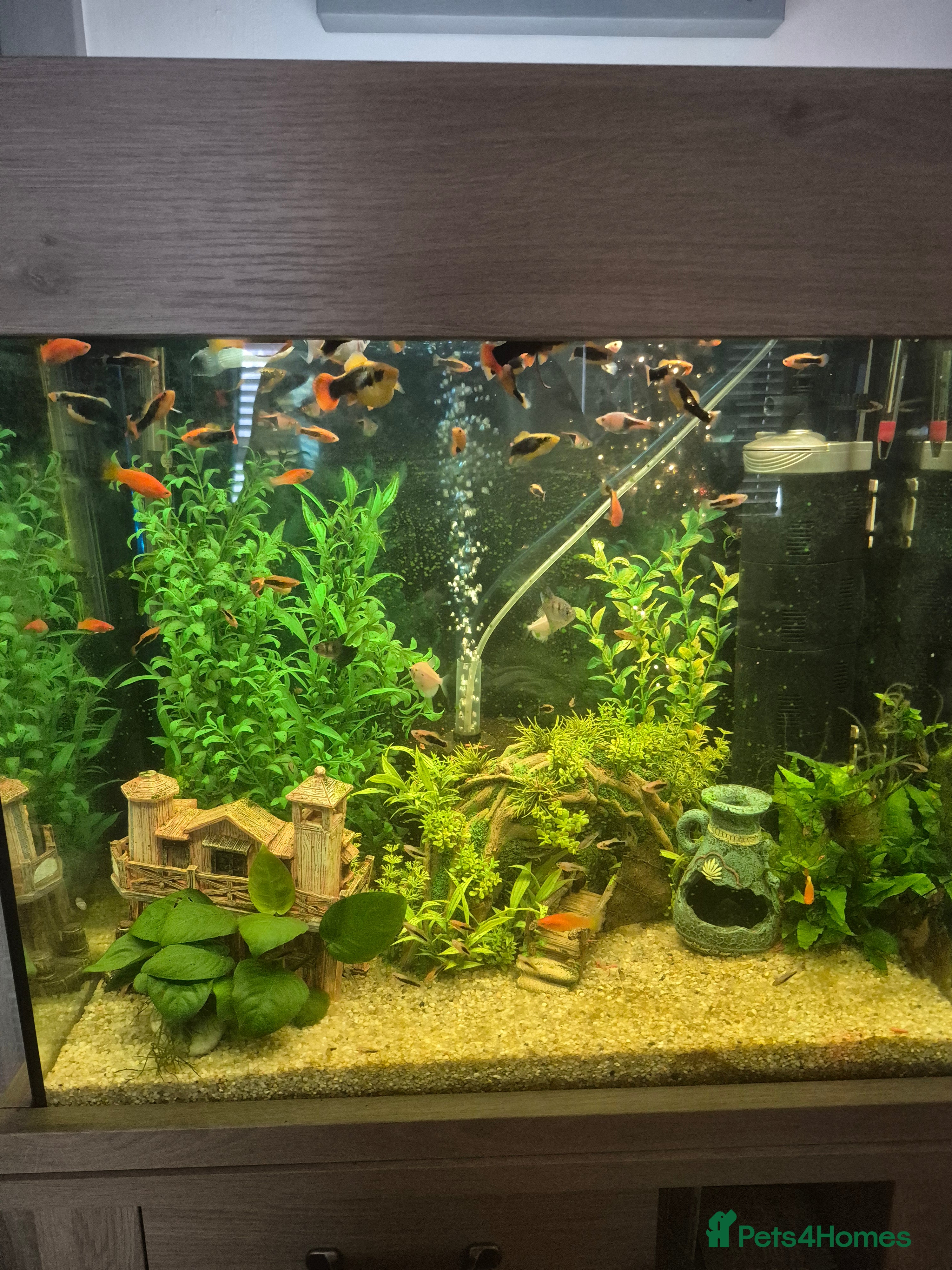 Platies fish Tropical fish  - Advert 4