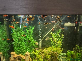 Platies fish Tropical fish - Advert 4