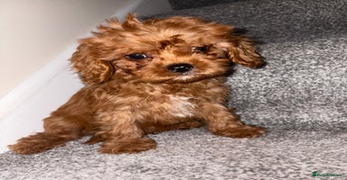 Cavapoo dogs in Dudley - Advert 2