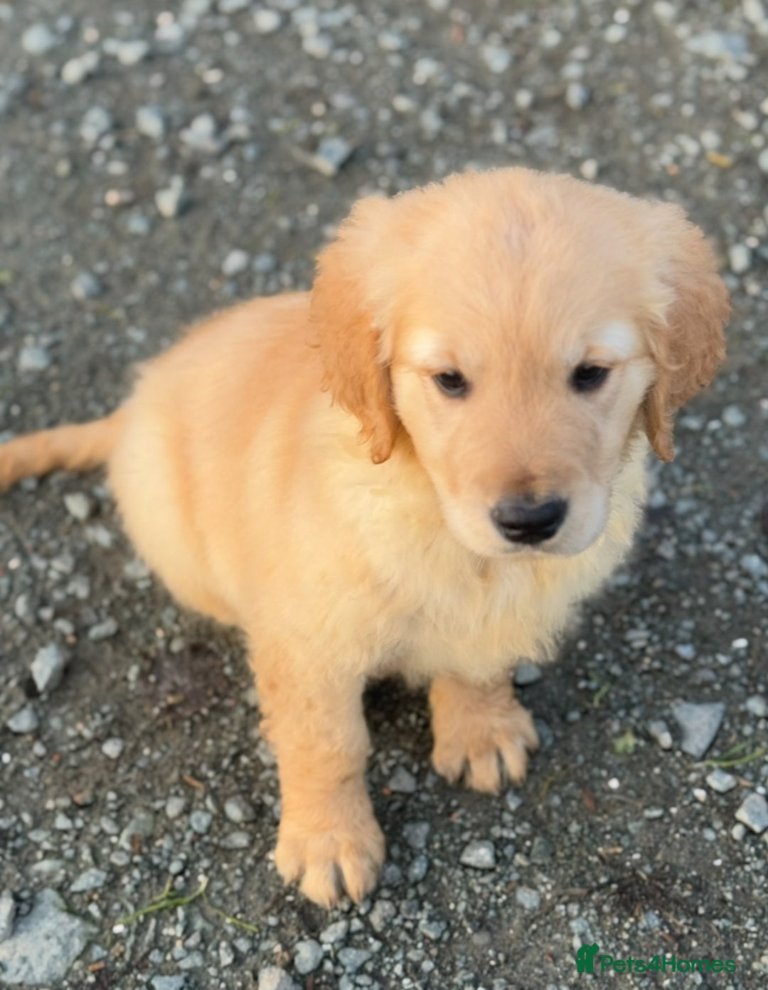 Golden Retriever dogs for sale: KC health checked outstanding temperaments  - Advert 24