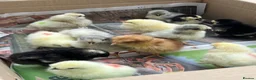 Chickens poultry for sale: Day Old PURE BREEDS Chicks for sale! - Advert 2