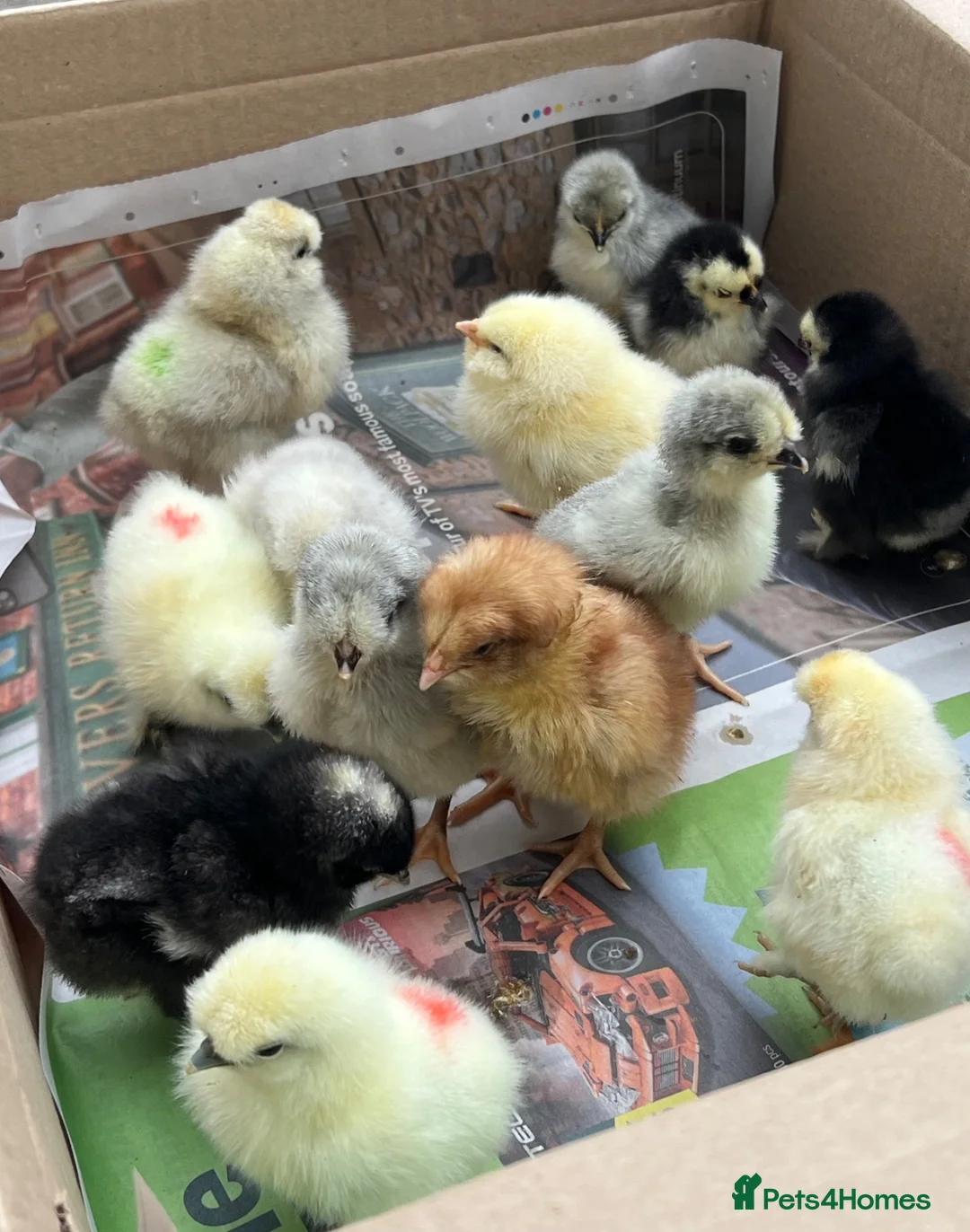Chickens poultry for sale: Day Old PURE BREEDS Chicks for sale! - Advert 2