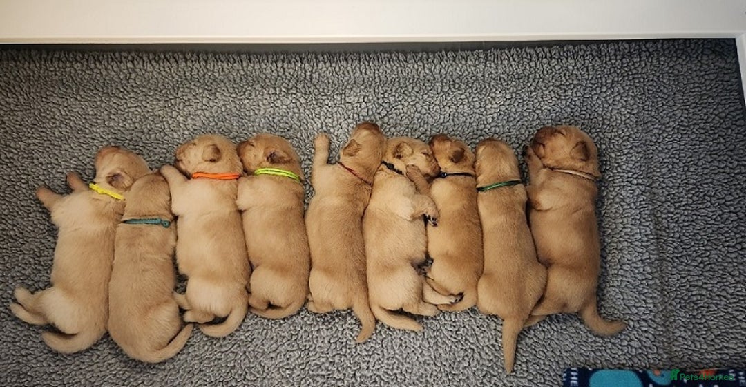 Golden Retriever dogs for sale: * 8 puppies left * - Advert 2