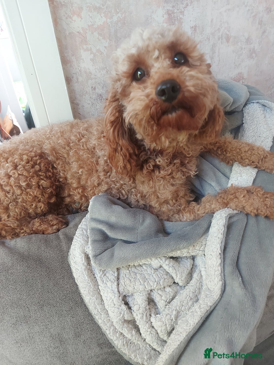Cavapoo dogs for sale: 2 y/o cavapoo - Image 3