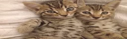 Bengal cats for sale: Bengal Kittens  - Advert 10