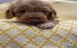 Maltipoo dogs for sale: 💖BEAUTIFUL LICENSED-BRED MALTIPOOS 💖 - Image 8