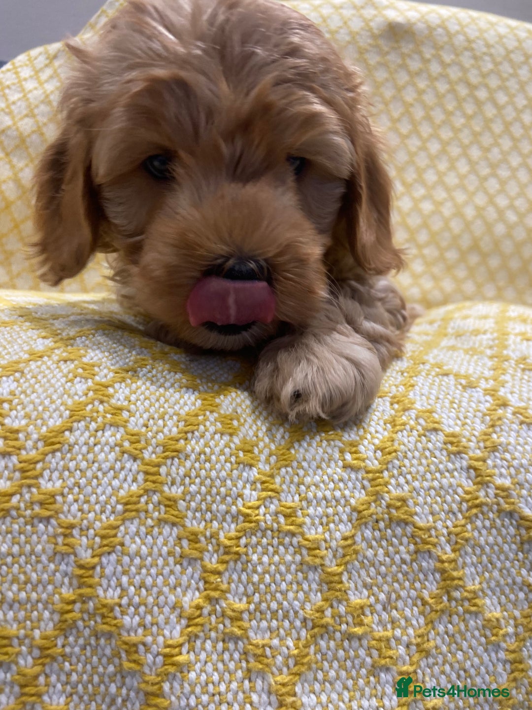 Maltipoo dogs for sale: 💖BEAUTIFUL LICENSED-BRED MALTIPOOS 💖 - Image 8