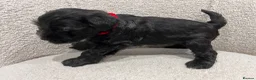 Miniature Schnauzer dogs for sale: Stunning KC reg black miniature schnauzer puppies - Advert 20