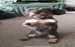 Dachshund dogs for sale: Mininature wirehaired dachshund  - Image 4