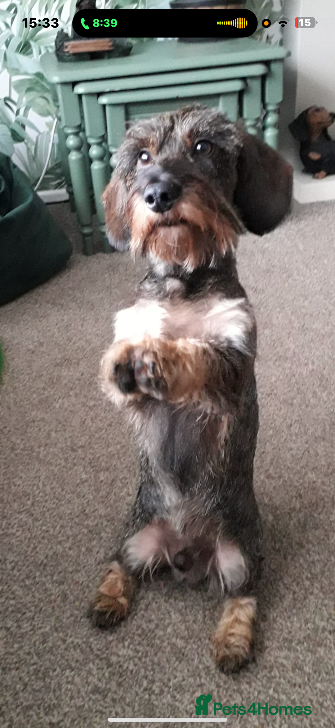 Dachshund dogs for sale: Mininature wirehaired dachshund  - Image 4