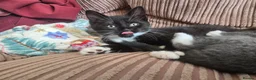 Mixed Breed cats for sale: Happy Kittens for Sale in Tadley - Advert 7