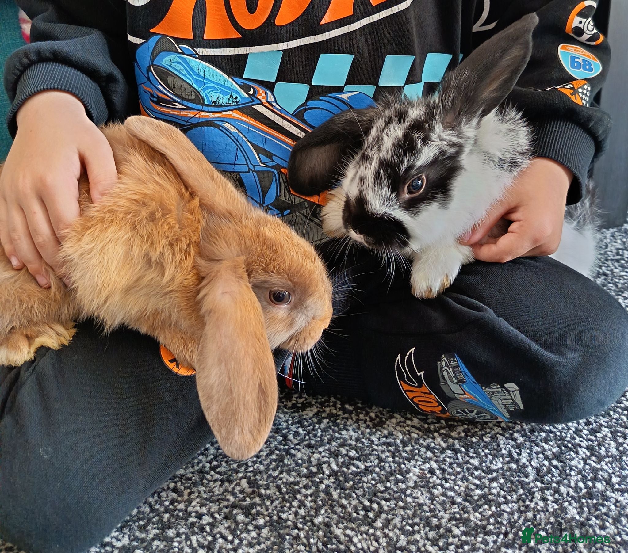 Mixed Breed rabbits 12 week old Beautiful Rabbits - Advert 1