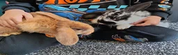Mixed Breed rabbits for sale: 12 week old Beautiful Rabbits - Advert 1