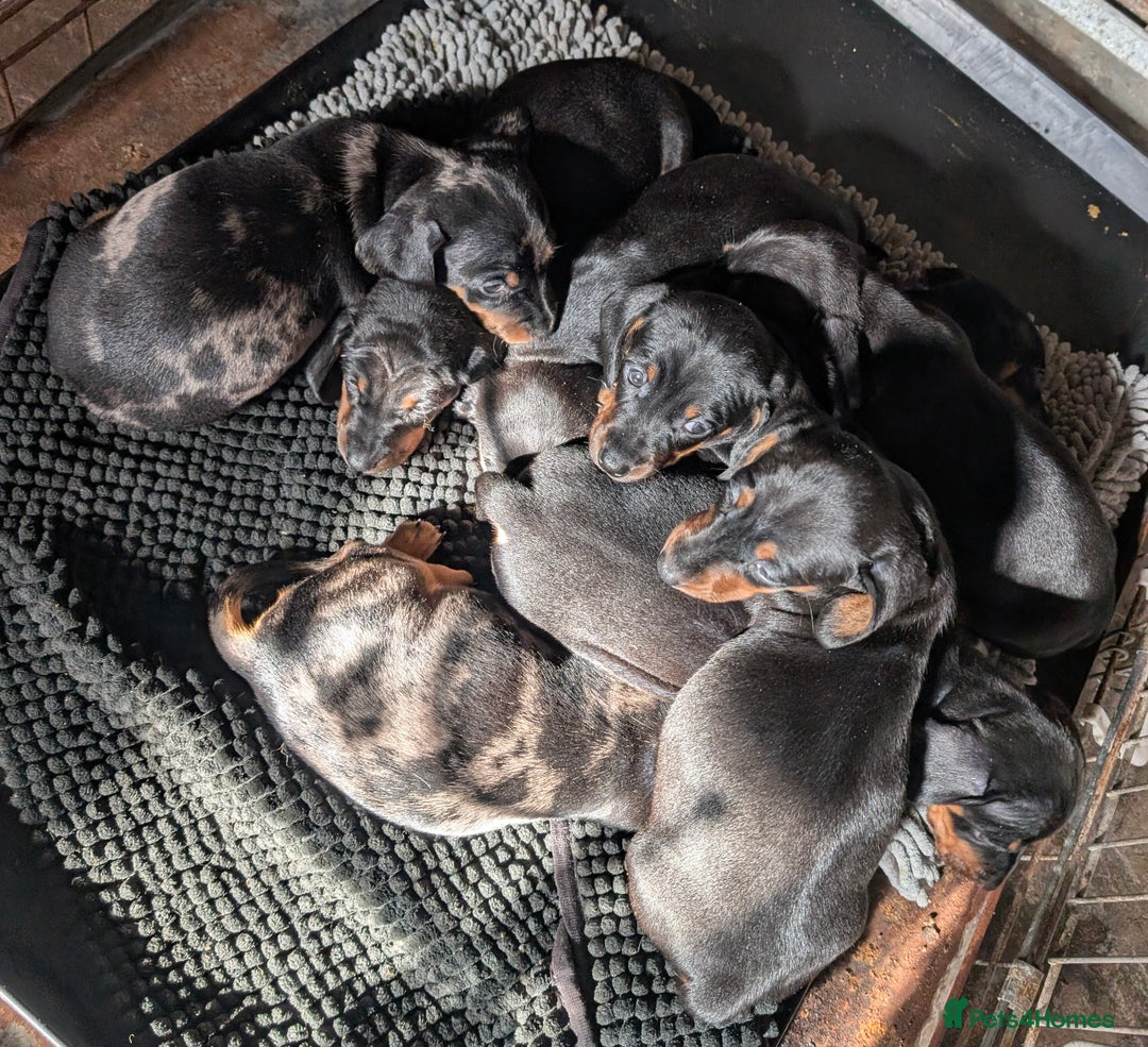 Dachshund dogs for sale: Dachshund puppys - Image 1