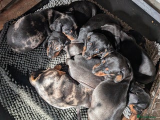 Dachshund dogs - Advert 28