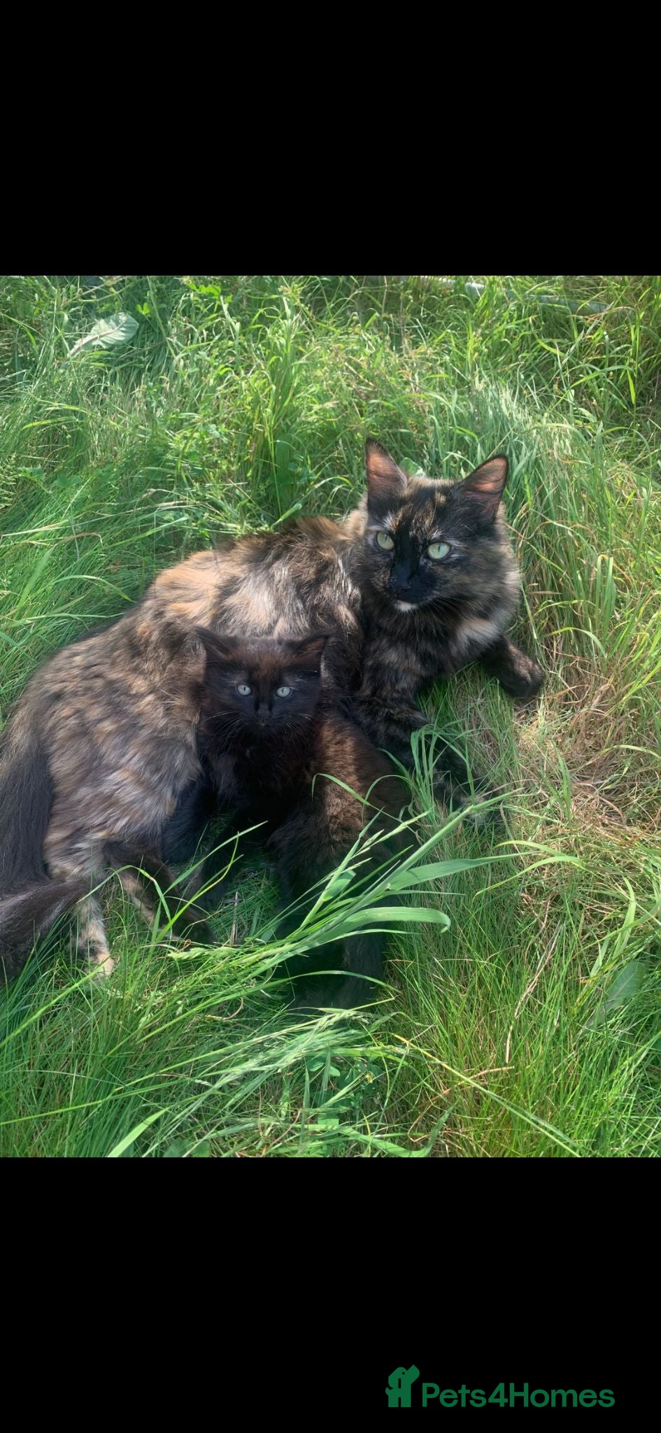 Domestic Shorthair cats Black kittens available  - Advert 5
