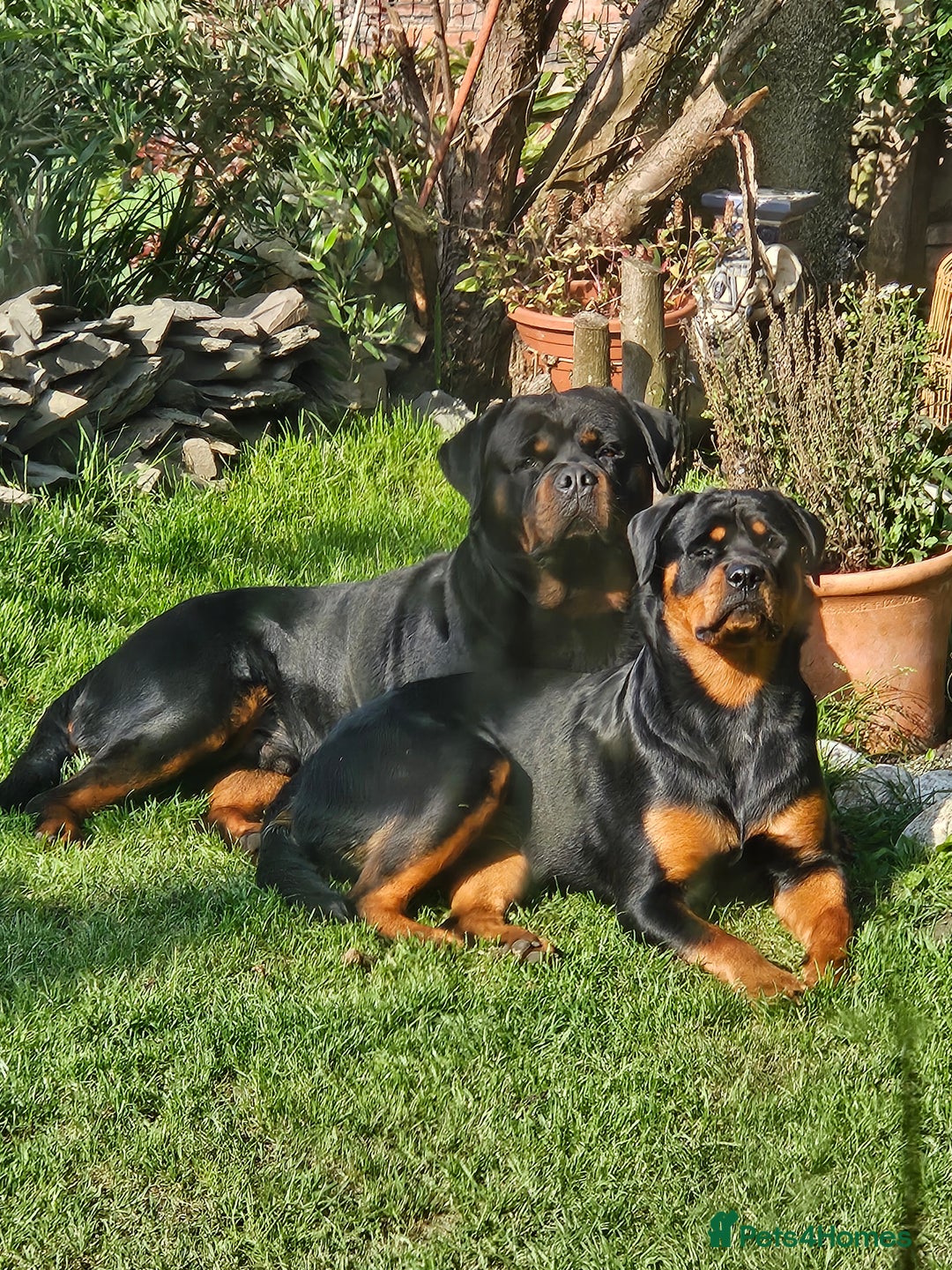 Rottweiler dogs for sale: Rottweiler puppies  - Image 1