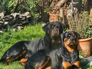 Rottweiler dogs - Advert 2
