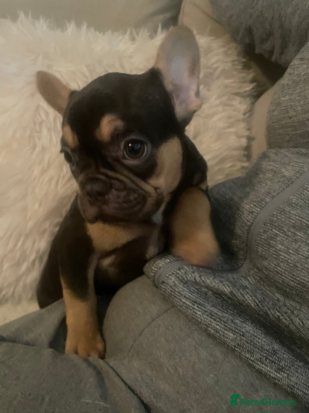French Bulldog dogs for sale: Stunning French bulldogs  - Image 7