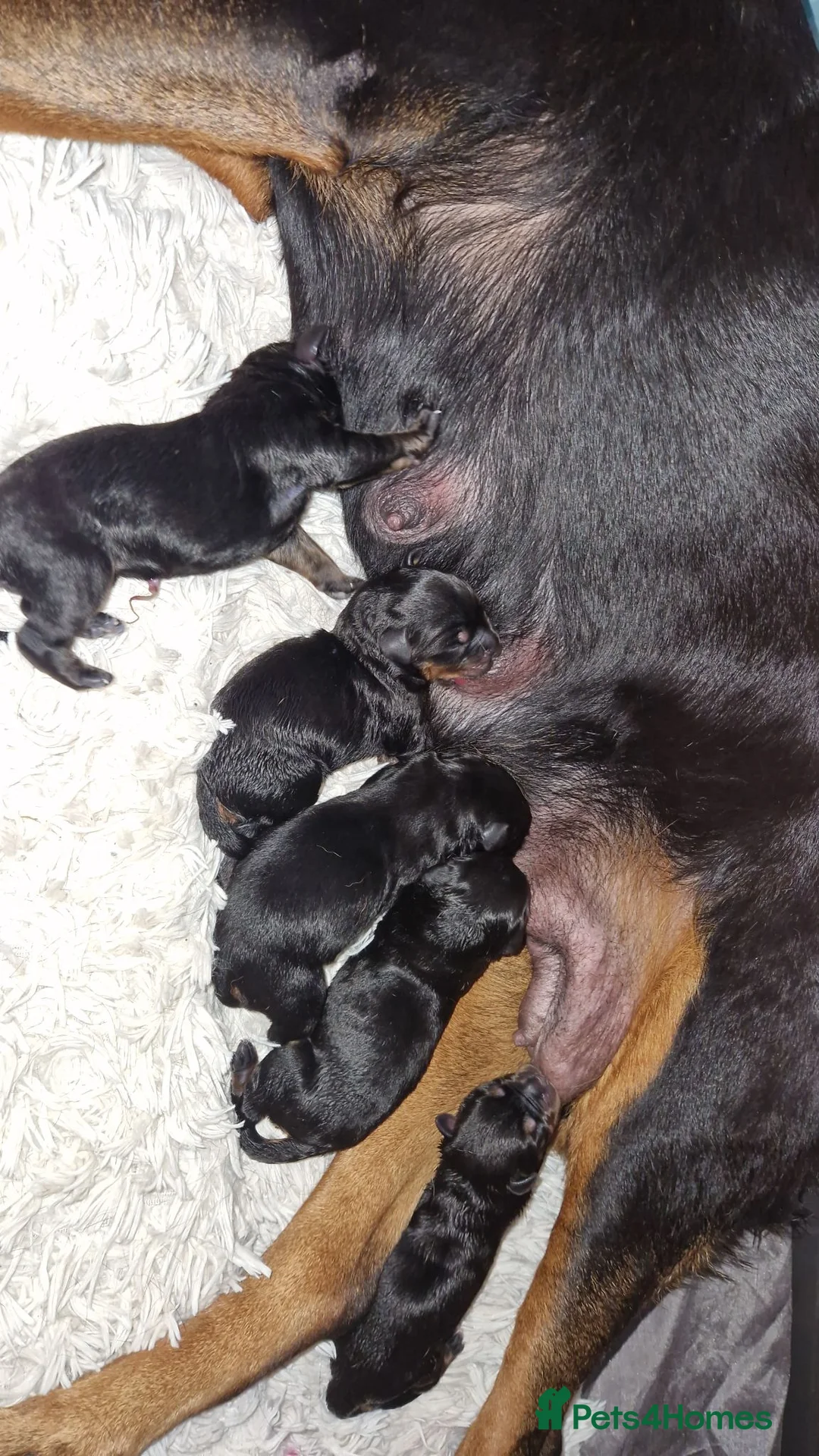 Rottweiler dogs for sale: Pure German rottweiler puppies  - Advert 9