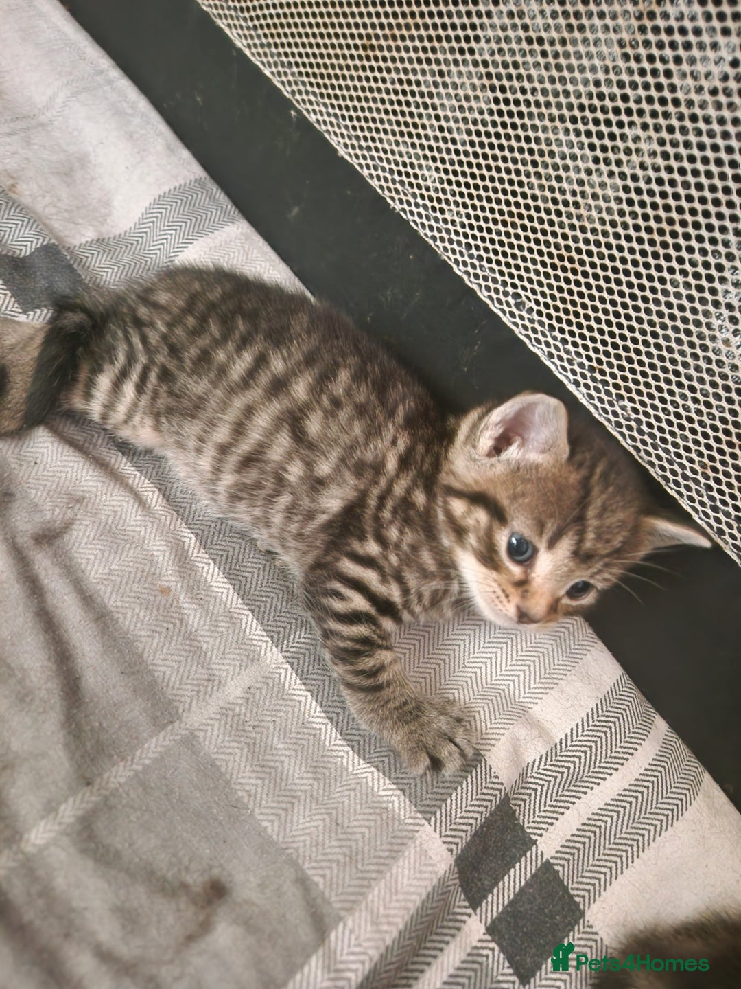 British Shorthair cats for sale:  Lovely 3 tabby male & 3 black female kittens. - Image 20