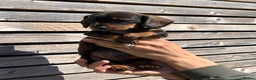 Miniature Dachshund dogs for sale: £1250 **Ready now** Mini dachshund puppies - Advert 24