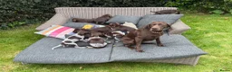 German Shorthaired Pointer dogs for sale: Litter of nine family raised GSPs  - Advert 6