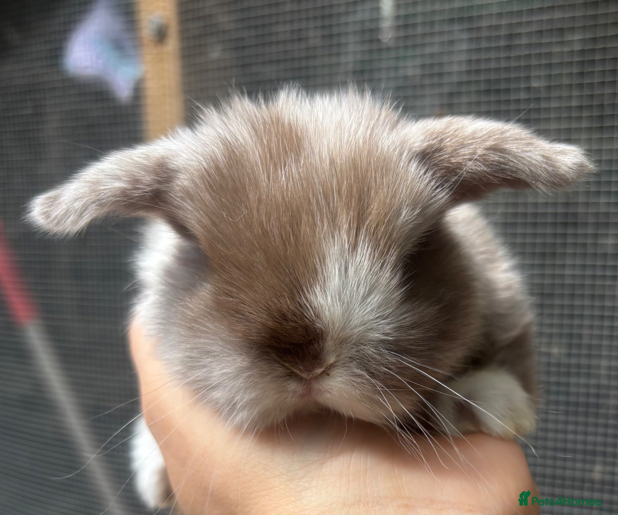Mini Lop rabbits Pure bred pedigreed Mini lops  - Advert 1