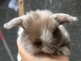 Mini Lop rabbits Pure bred pedigreed Mini lops - Advert 3