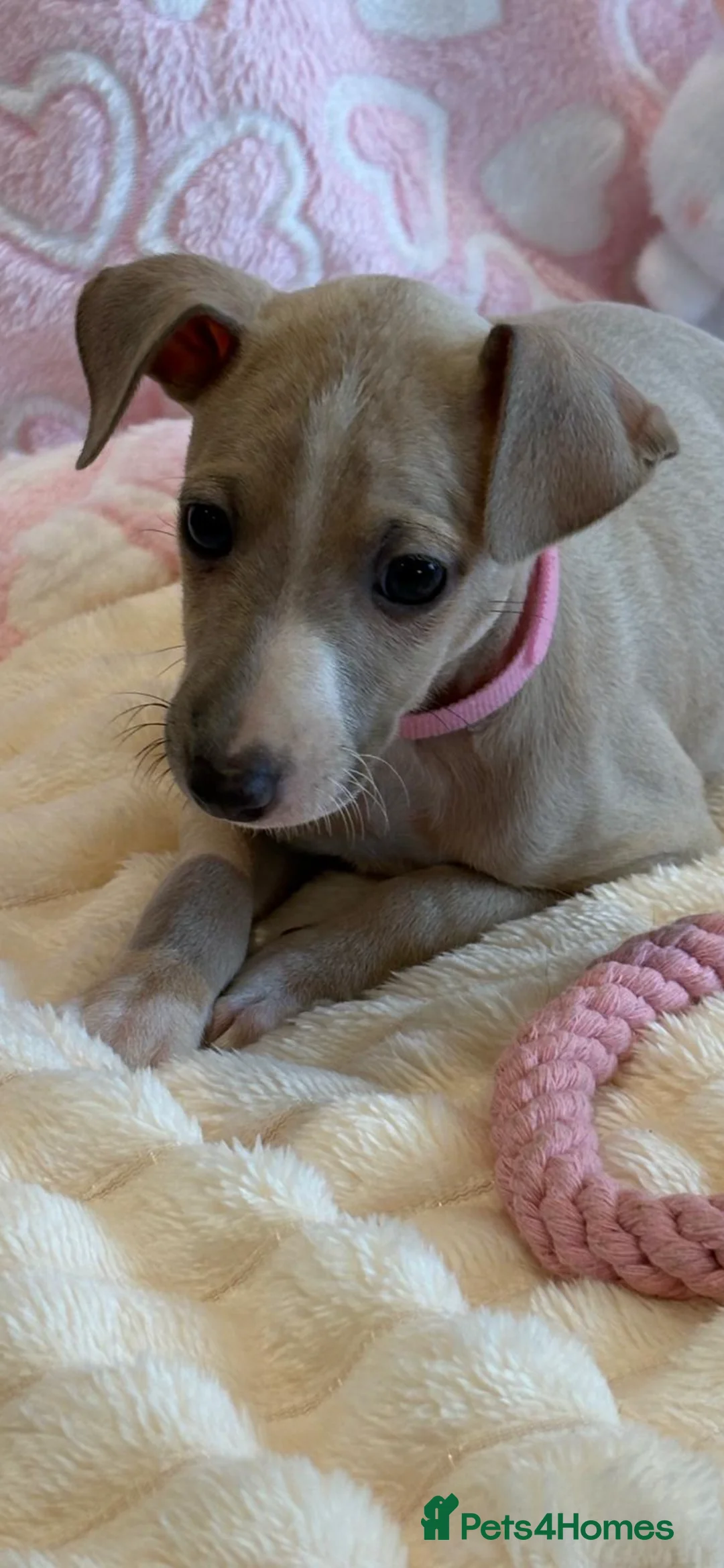 Mixed Breed dogs for sale: Gorgeous 3/4 ITALIAN GREYHOUND pups - Advert 5