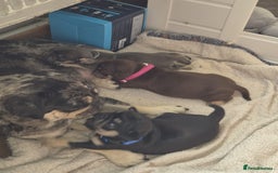 Pug dogs for sale: 2 KC Pug puppies available from a litter of 3. - Image 25