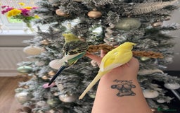 Budgerigars birds for sale: Pair of budgies  - Advert 7