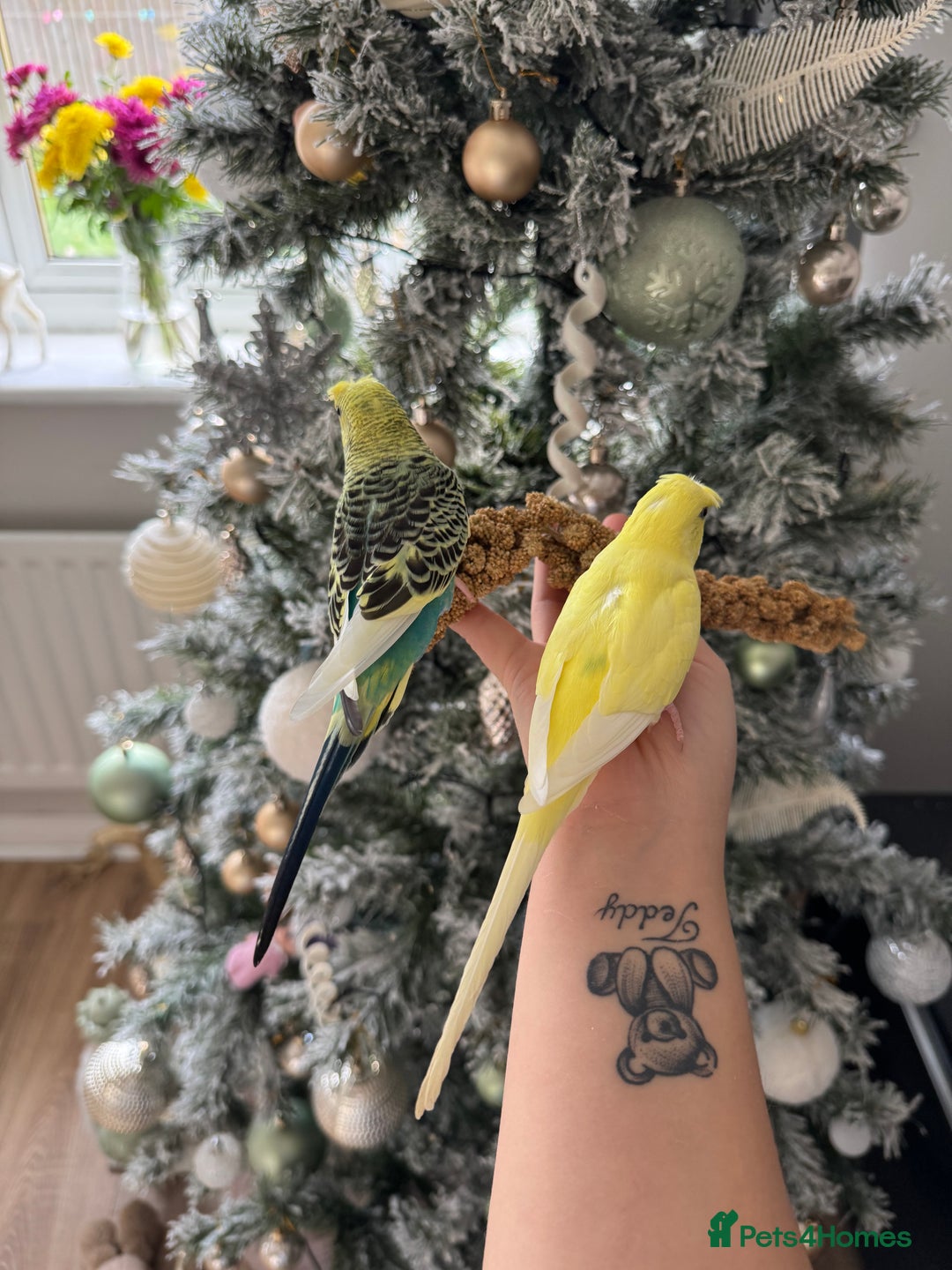 Budgerigars birds for sale: Pair of budgies  - Advert 7