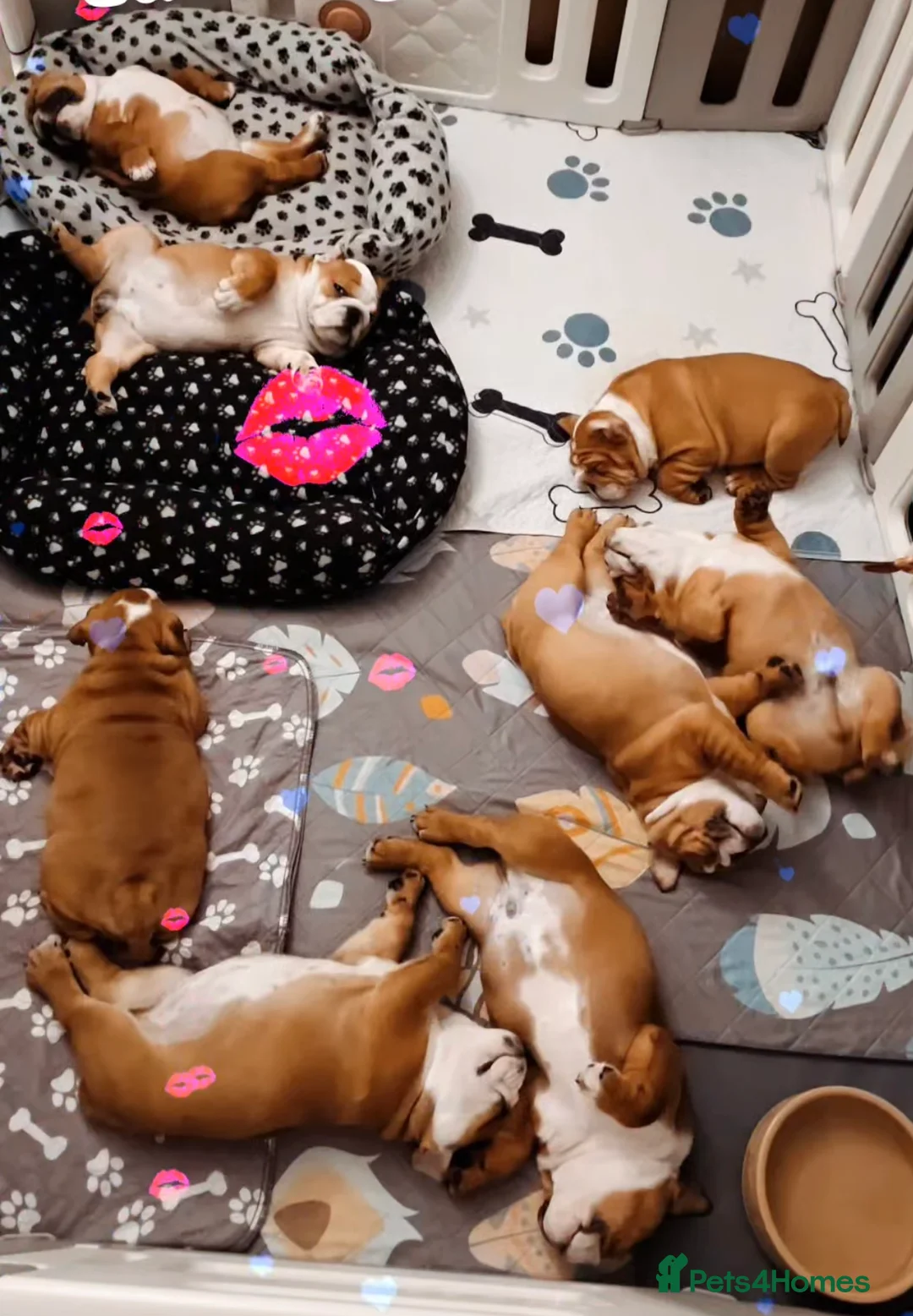 English Bulldog dogs for stud: Our Stunning English Bulldog Carter  in York - Advert 33