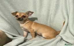 Chihuahua dogs for sale: 1 male and 1 female smooth coat Chihuahua - Image 6